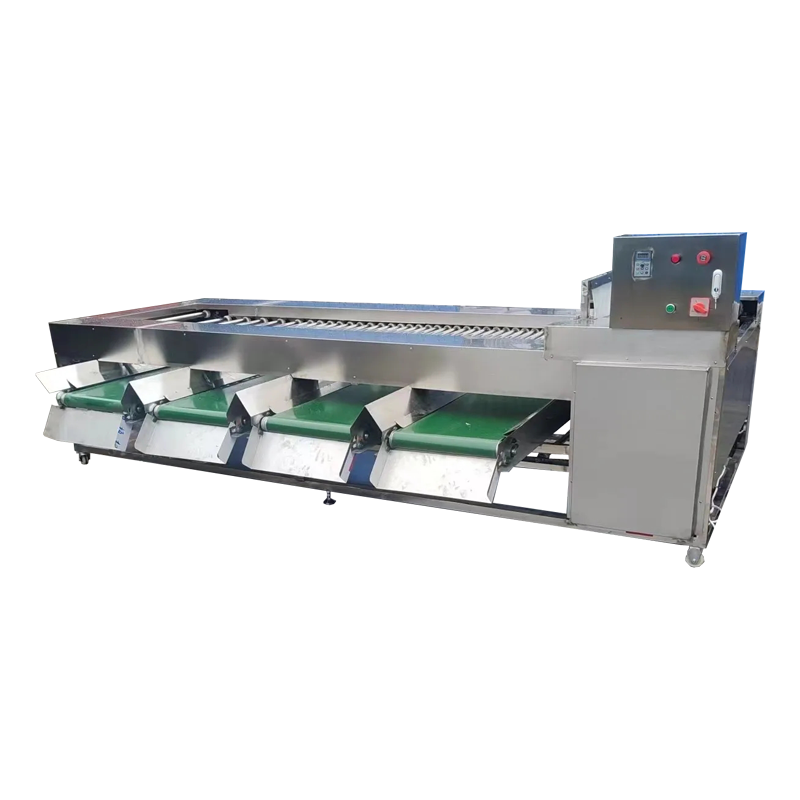 Automatic roller fruit size sorting machine for accurately grading round fruits and vegetables by diameter.